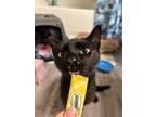 Adopt Cleopatra a Black (Mostly) American Shorthair / Mixed (short coat) cat in