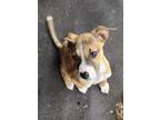 Adopt Dixie a Red/Golden/Orange/Chestnut - with Black Boxer / Mixed dog in