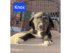Adopt Knox a Black - with White Collie / Mixed dog in Forest Hill, MD (41026895)