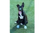 Adopt Kahlua a Black Shepherd (Unknown Type) / Mixed dog in Fresno