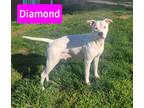 Adopt Diamond a White Boxer / American Pit Bull Terrier / Mixed dog in Forest