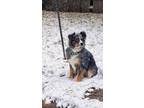 Adopt Nellie a Gray/Blue/Silver/Salt & Pepper Australian Shepherd / Mixed dog in