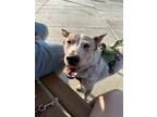 Adopt Comet a White - with Red, Golden, Orange or Chestnut Australian Cattle Dog