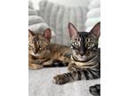 Adopt Camila and Kian a Black & White or Tuxedo Bengal / Mixed (medium coat) cat