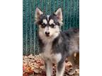 Adopt Lily a Pomeranian / Siberian Husky / Mixed dog in Matawan, NJ (39757291)