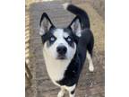 Adopt Kodiak a Siberian Husky / Mixed dog in Matawan, NJ (40336290)