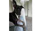 Adopt Loki a Tricolor (Tan/Brown & Black & White) Dutch Shepherd / Mixed dog in