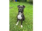 Adopt Luna a Brindle American Pit Bull Terrier / Mixed dog in Simpson