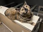 Adopt Mocha a Tortoiseshell British Shorthair / Mixed (short coat) cat in East