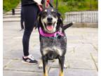 Adopt Croissant a Black - with Gray or Silver Bluetick Coonhound / Hound