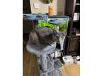Adopt Stella a Gray or Blue (Mostly) American Shorthair / Mixed (short coat) cat