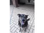 Adopt Scarlett a Black - with White Shepherd (Unknown Type) / Mixed dog in