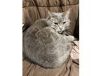 Adopt Olaf a Gray, Blue or Silver Tabby Domestic Shorthair / Mixed (short coat)
