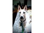Adopt Stormi a Tan/Yellow/Fawn - with White Carolina Dog / German Shepherd Dog /