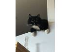 Adopt Joey a Black & White or Tuxedo Domestic Longhair / Mixed (medium coat) cat