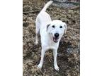 Adopt Bijou a White - with Tan, Yellow or Fawn Great Pyrenees / Mixed dog in