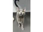 Adopt Polly Pocket a Gray or Blue Domestic Shorthair / Domestic Shorthair /