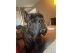 Adopt Deigo a Brindle Cane Corso / Mixed dog in Baltimore, MD (41274370)