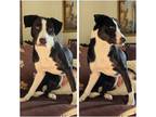 Adopt Bessie a Black - with White Border Collie / American Pit Bull Terrier /