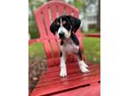 Adopt Wrangler a Tricolor (Tan/Brown & Black & White) Hound (Unknown Type) /