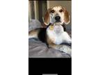Adopt Wilma a Tricolor (Tan/Brown & Black & White) Bluetick Coonhound / Foxhound