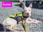 Adopt Scarlett a White American Pit Bull Terrier / Boxer / Mixed dog in Forest