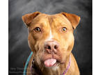 Adopt Hey There Delilah a Brown/Chocolate American Pit Bull Terrier / Mixed