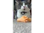 Adopt Rocket a Gray or Blue American Shorthair / Mixed (short coat) cat in