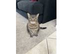 Adopt Fanny Price a Brown Tabby American Shorthair / Mixed (long coat) cat in