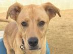 Adopt Sherlock Bones a Tan/Yellow/Fawn Mixed Breed (Medium) / Mixed dog in