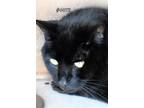 Adopt Virgi a All Black Domestic Shorthair (short coat) cat in Okeechobee