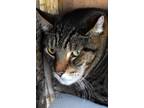 Adopt Toby a Tiger Striped Domestic Shorthair (short coat) cat in Okeechobee
