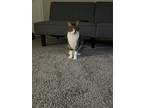 Adopt Paris a Black & White or Tuxedo Tabby / Mixed (medium coat) cat in