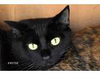 Adopt Rudy a All Black Domestic Shorthair (short coat) cat in Okeechobee
