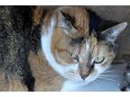 Adopt Babs a Calico or Dilute Calico Calico (short coat) cat in Okeechobee