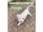 Adopt Pongo a White - with Brown or Chocolate American Staffordshire Terrier /