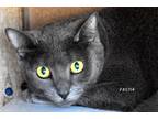 Adopt Eliza a Gray or Blue Domestic Shorthair (short coat) cat in Okeechobee