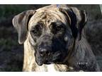 Adopt Stella a Brindle Cane Corso / Mixed dog in Okeechobee, FL (41274139)