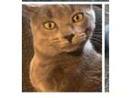 Adopt Stewey a Gray, Blue or Silver Tabby Domestic Shorthair / Mixed (short