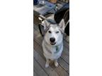 Adopt Ivan a Gray/Silver/Salt & Pepper - with Black Husky / Mixed dog in Medical