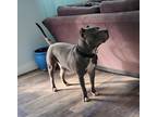 Adopt Rocco a Gray/Silver/Salt & Pepper - with White American Pit Bull Terrier /