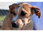 Adopt Tex a Tan/Yellow/Fawn - with White Mixed Breed (Medium) / Mixed dog in