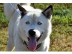 Adopt Fred a White - with Black Husky / Mixed dog in Okeechobee, FL (41274113)
