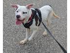 Adopt Nuka a White American Pit Bull Terrier / Mixed Breed (Medium) / Mixed
