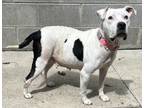 Adopt Gypsy a White American Pit Bull Terrier / Mixed Breed (Medium) / Mixed