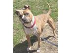 Adopt Sophia a Tan/Yellow/Fawn American Pit Bull Terrier / Boxer / Mixed dog in