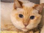 Adopt Junior a Cream or Ivory Siamese / Domestic Shorthair / Mixed cat in