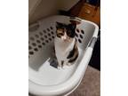 Adopt Blair a Calico or Dilute Calico Calico / Mixed (short coat) cat in Celina