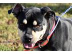 Adopt Amy a Black - with Tan, Yellow or Fawn Pit Bull Terrier / Mixed Breed