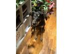 Adopt Chloe a Black - with Tan, Yellow or Fawn Mutt / Mixed dog in Bronx